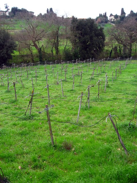 Fiesole Country Views-12.JPG - Grapevines at rest ...